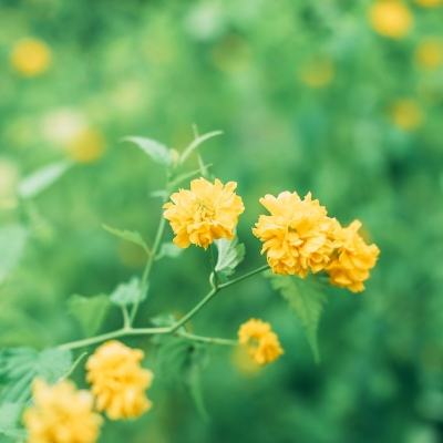 王者圈app下载